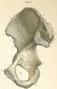 The pelvis is made up of 2 of these Innominates and a Sacrum that sits between them